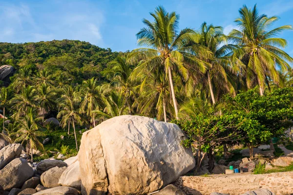 Hindistan cevizi hurma ağaçları Koh tao, Samui, Tayland ile tropikal kayalık plaj