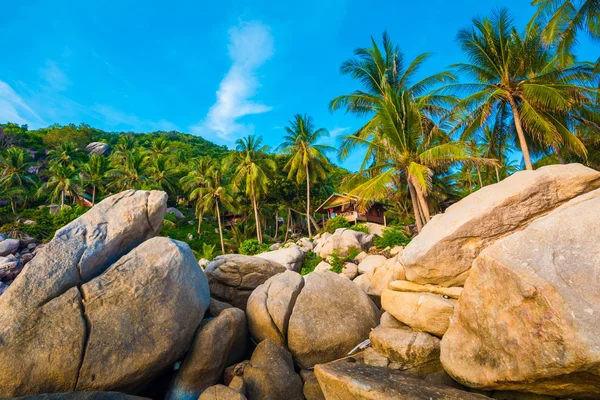 Lüks Tropik Ada Koh Tao Tayland Egzotik Plajda Palmiye Ağaçları — Stok fotoğraf