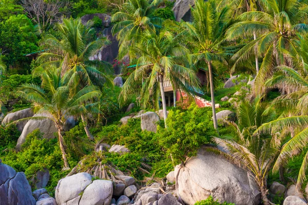 Hindistan cevizi hurma ağaçları Koh tao, Samui, Tayland ile tropikal kayalık plaj