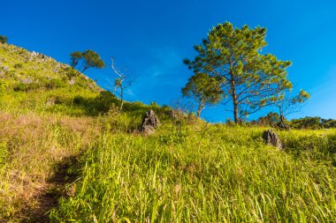 Yeşil sahne alt Alp dağ mavi gökyüzü, Chiangdao, Chaingmai Tayland