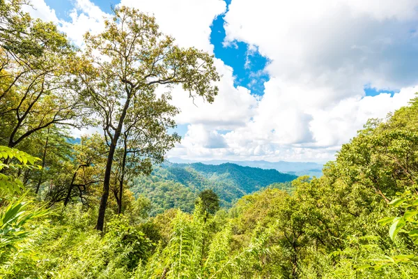 Orman manzaralı Yeşil dağlar ve mavi gökyüzü bulutlu alt Alp Chiangdao, Tayland