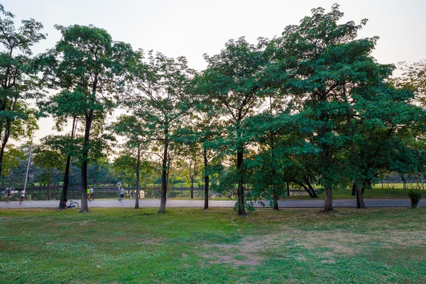 Parc public central prairie d'herbe verte avec coucher de soleil sur les arbres — Photo