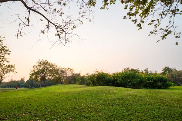 Parque público central prado de hierba verde con puesta de sol de árboles —  Fotos de Stock