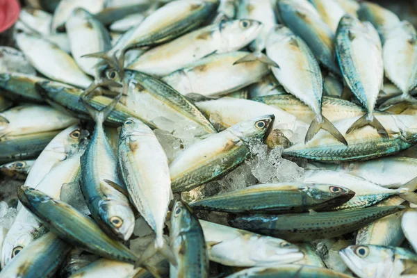 Свіжа Сира Червона Риба Сапер Скумбрія Ринку Свіжа Риба Ринку — стокове фото