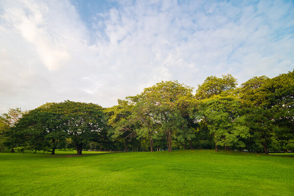 Green grass meadow field on public central park with tree cloud 