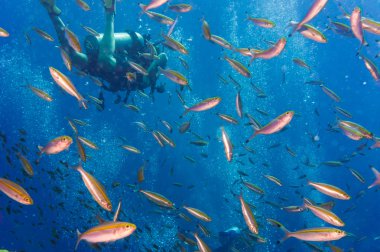Scuba Diving bilinçlendirilmesini tropikal balık ile bir mercan kayalığı üzerinde