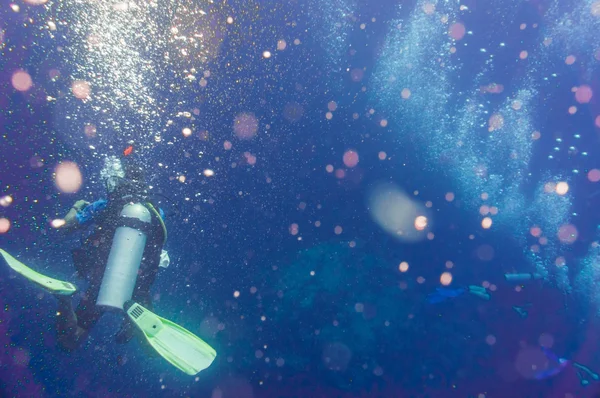 Plongée Sous Marine Sur Récif Corallien Avec Des Poissons Tropicaux — Photo