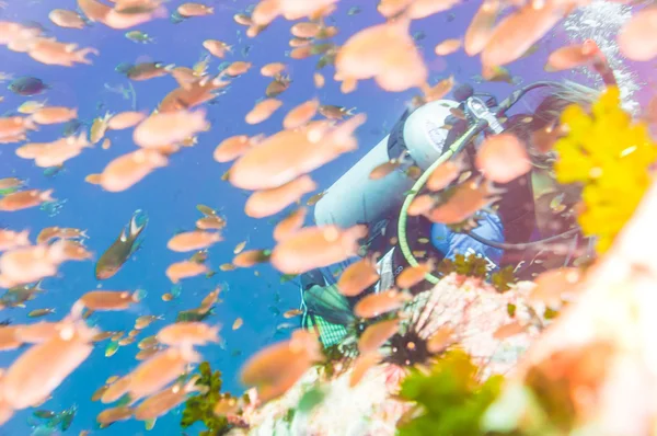 Подводное Плавание Коралловом Рифе Тропической Рыбой — стоковое фото