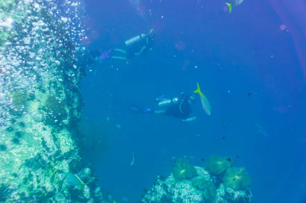 Plongée Sous Marine Sur Récif Corallien Avec Des Poissons Tropicaux — Photo