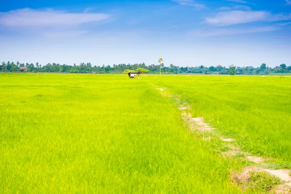 Landelijke scène van rijst veld groen gras met blauwe hemel bewolkt — Stockfoto