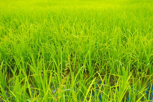 Yeşil pirinç alan tarım arka plan — Stok fotoğraf