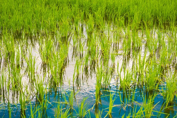 Αγροτική σκηνή του ρύζι πεδίο πράσινο γρασίδι με θολό μπλε ουρανό — Φωτογραφία Αρχείου