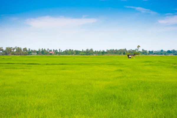 Landelijke scène van rijst veld groen gras met blauwe hemel bewolkt — Stockfoto