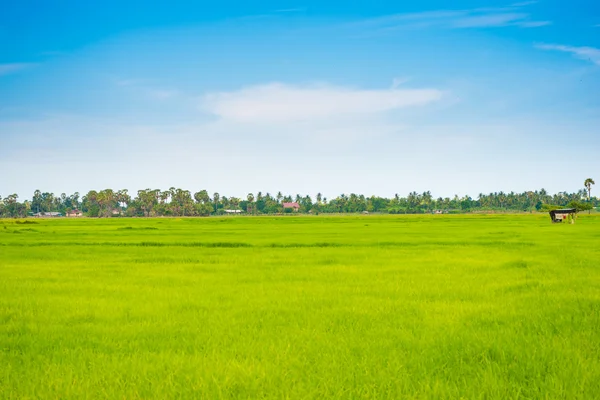 Escena rural de campo de arroz hierba verde con cielo azul nublado —  Fotos de Stock
