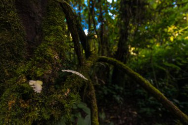 Chiangma sahne yeşil bitki ve ağaç üzerinde alt Alp Dağları