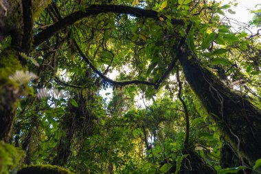 Tropikal yağmur ormanlarında alt Alp Dağları üzerinde iz