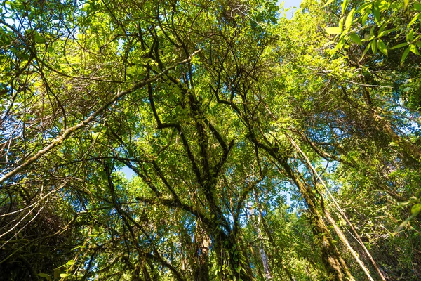 Planta y árbol en montañas subalpinas paisaje verde en Chiangma — Foto de Stock