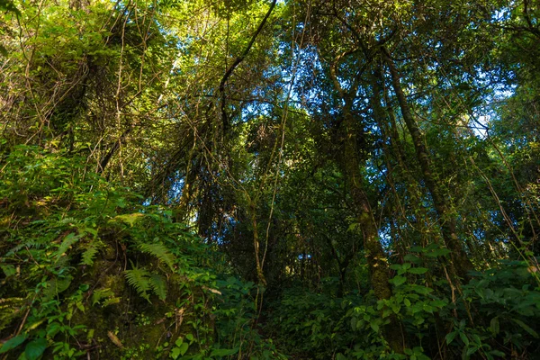 Planta y árbol en montañas subalpinas paisaje verde en Chiangma —  Fotos de Stock