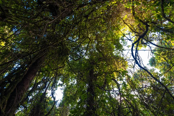 Pflanze und Baum auf subalpinen Bergen grüne Landschaft in Chiangma — Stockfoto