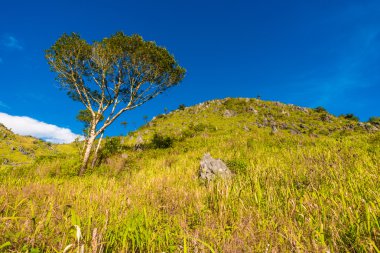 Tropikal yağmur ormanlarında alt Alp Dağları üzerinde iz