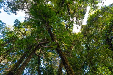 Chiangma sahne yeşil bitki ve ağaç üzerinde alt Alp Dağları