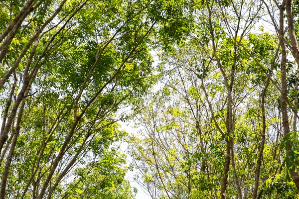Achtergrond groene blad van de rubberboom — Stockfoto