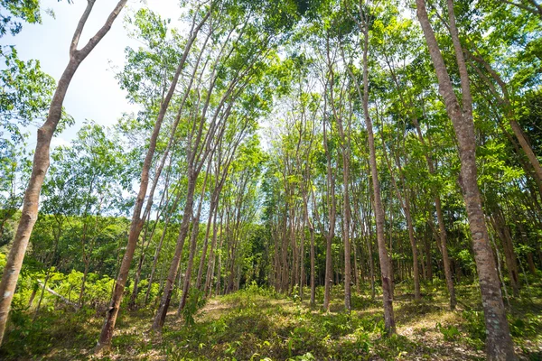 ゴムの木の背景緑葉 — ストック写真