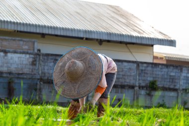 Çeltik hasat geleneği Tay çiftçi