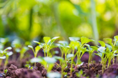 Yağmur su damlası ile yeşil üzerinde büyüyen genç bitki kapatın