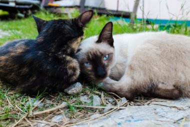 Geleneksel kedi yalan çift