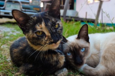 Gri kedi çim sokakta yalan Soulmate