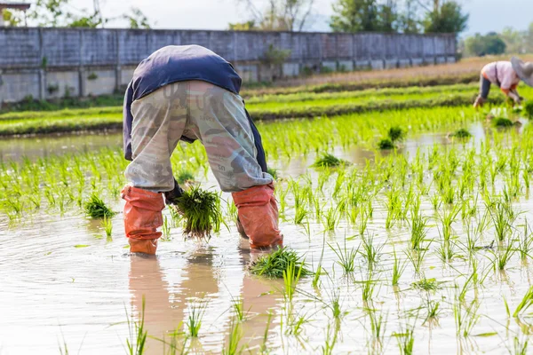 Tradition thai farmer harvesting rice paddy — Stock Photo, Image