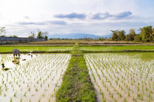 Tradition thaï fermier récolte riz paddy — Photo