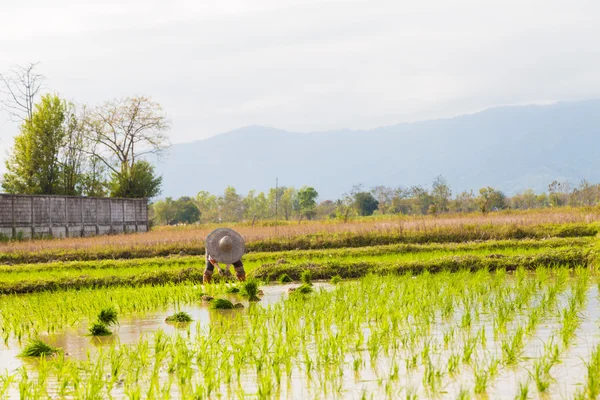 Thaise boer traditie werken in de rijst plantage farm. — Stockfoto