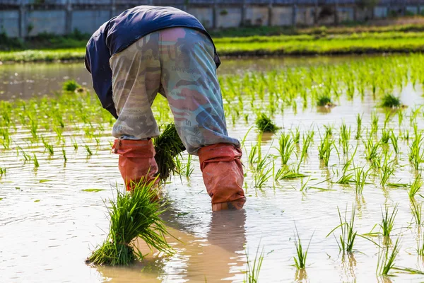 Tradition Thai farmer working in the rice plantation farm. — Stock Photo, Image