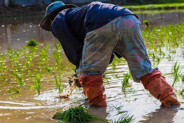 Tradition thailändischer Bauer, der auf der Reisplantage arbeitet. — Stockfoto