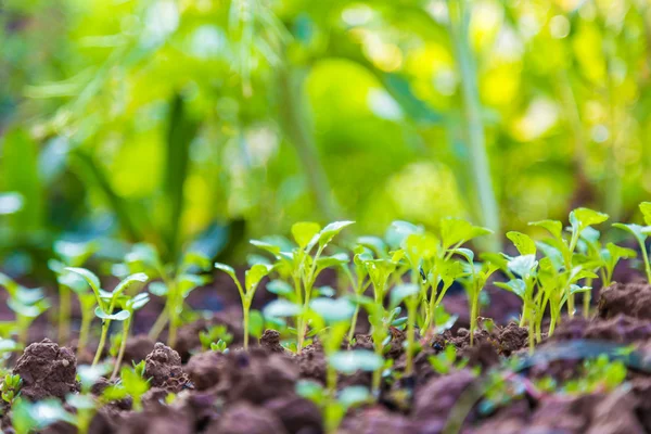 Gros plan jeune plante poussant avec de l'eau de pluie goutte sur vert — Photo