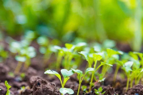 Close Van Jonge Plant Groeit Met Druppel Regen Water Groen — Stockfoto