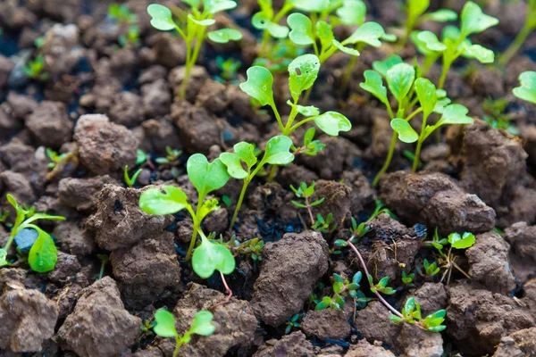 Close Young Plant Growing Rain Water Drop Green Morning Sunlight — Stock Photo, Image