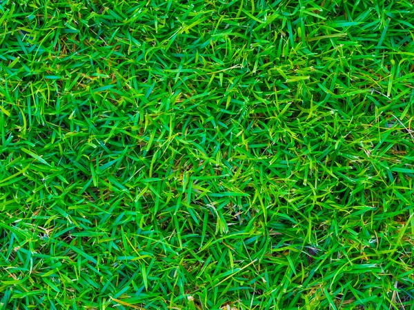 Green grass texture background take from above — Stock Photo, Image