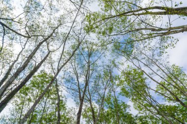 Kauçuk plantasyon şube yükseldi bakış