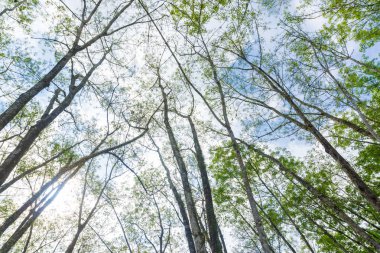 Kauçuk plantasyon şube yükseldi bakış
