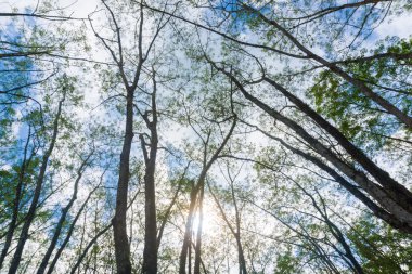 Yukarıda görünümü yaprak ovucu ağaç arka plan