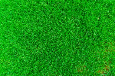 Güzel botanik yeşil çim Bahçe
