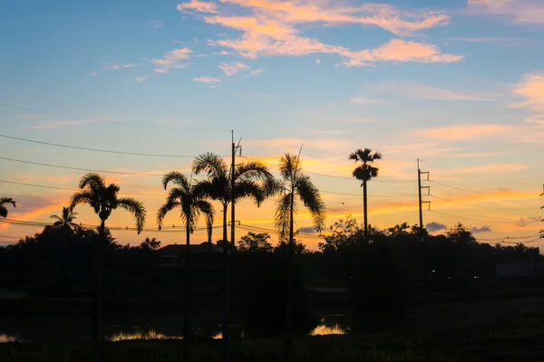 Silhouette de palmiers au lever du soleil sur la forêt tropicale — Photo