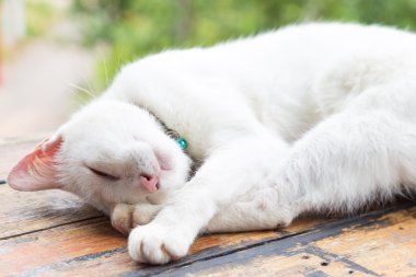 Ahşap masa üzerinde beyaz kedi portresi zaman uyku