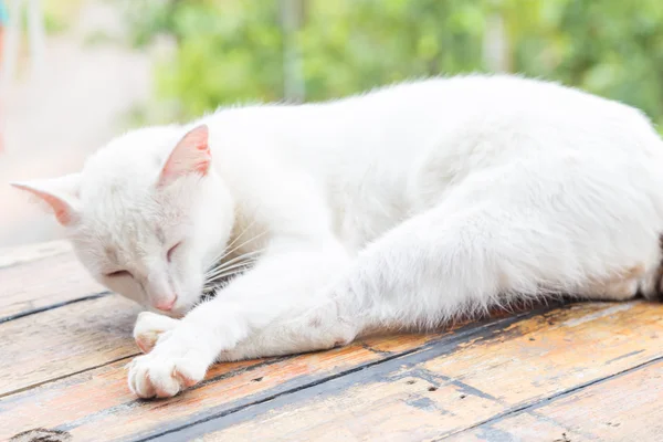 White cat sleeping on wood table outdoor