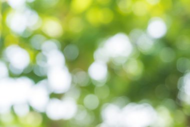 Yeşil bir arka plan bulanık doğal görüntü