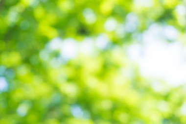 Doğal yeşil bokeh yaprak arka plan bulanık.