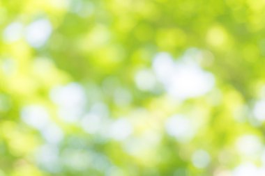 Yeşil bir arka plan bulanık doğal görüntü